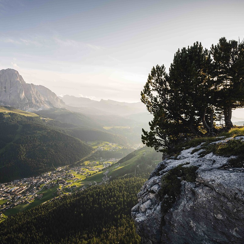 Stevia-Alm